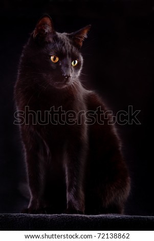 black cat on dark background domestic animal mysterious patient and curious sometimes spooky and evil brings bad luck Halloween kitten is patiently looking staring at night to catch prey copy space