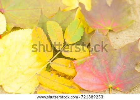 background of yellow and red leaves