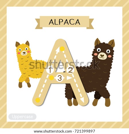 Letter A uppercase cute children colorful zoo and animals ABC alphabet tracing flashcard of Alpaca for kids learning English vocabulary and handwriting vector illustration.