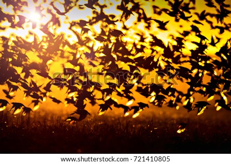 Sunset and birds. Birds silhouette. Sunset nature background.