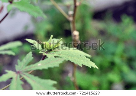Green grasshopper at leaf
