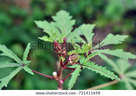 Grasshoppers on top of okra plant