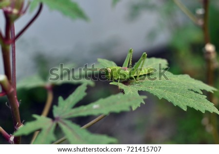The locust is on okra plant