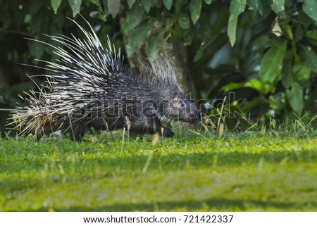 East asian porcupine running close up in the nature.