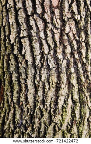 old-fashioned tree texture