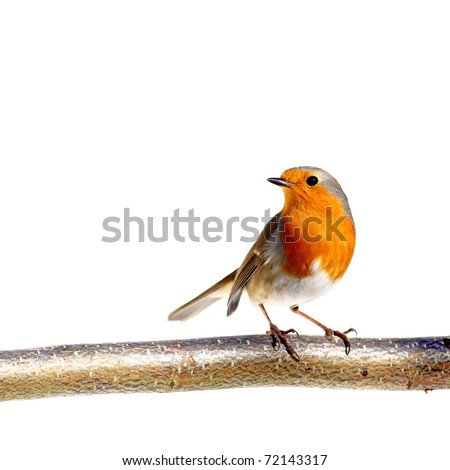 Red robin on a branch, on white Royalty-Free Stock Photo #72143317