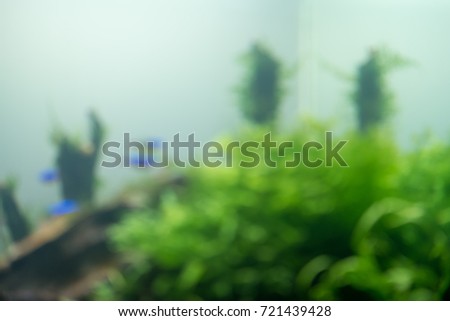 blur aquascape tank underwater plants,Neon fish and dragon stone
