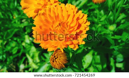 Bright orange flower of calendula on the flower bed