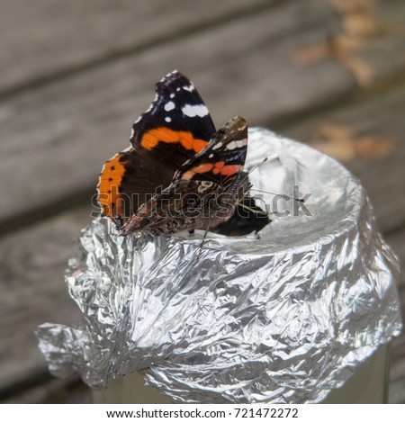 Red Admiral Butterfly (Vanessa atlanta) on a Wasp Trap in a Country Cottage Garden in Rural Devon, England, UK
