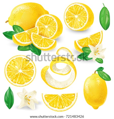 Set of whole, cut in half, sliced on pieces fresh lemons, leaves and flowers, twisted lemon peel hand drawn vector illustration isolated on white background. Vibrant juicy ripe citrus fruit collection Royalty-Free Stock Photo #721483426