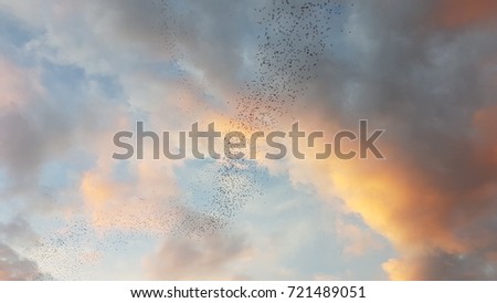 Flying flock of bats are nocturnal evening.