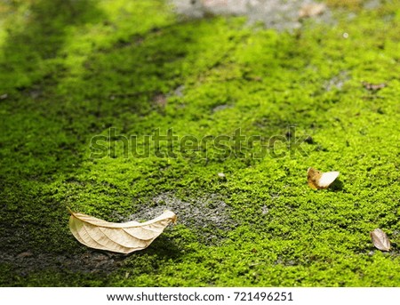 dry leaf falling on dark green moss covering growing on wet old grunge rustic dirty concrete floor surface in garden for use as backdrop or background picture