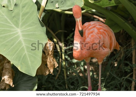 Pictures flamingo of animals Travel with family on holiday