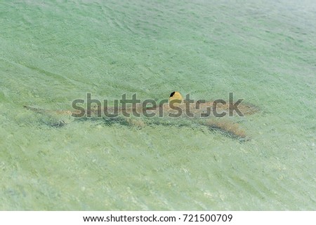  Blacktip reef shark, Carcharhinus melanopterus, view of a shark swimming
