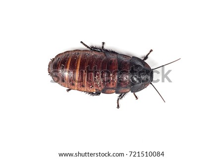 Madagascar hissing cockroach isolated on white background