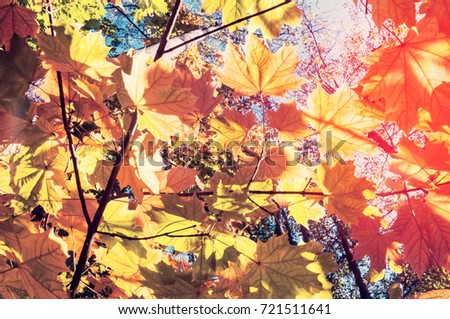Bright autumn landscape. Autumn tree leaves the blue sky background