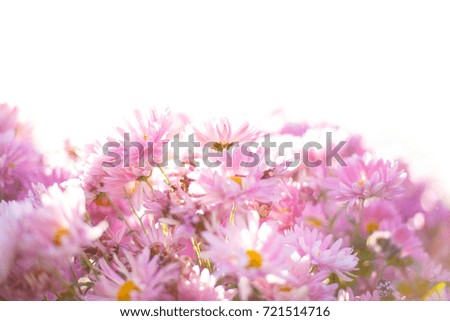 Pink flowers blurred background