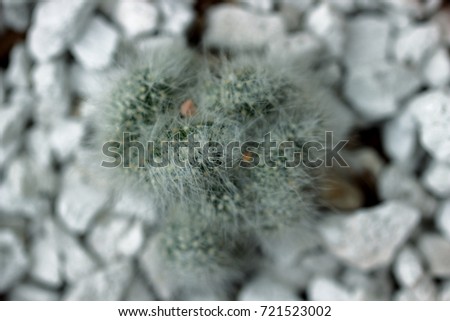 Selective focus of cactus and blur background