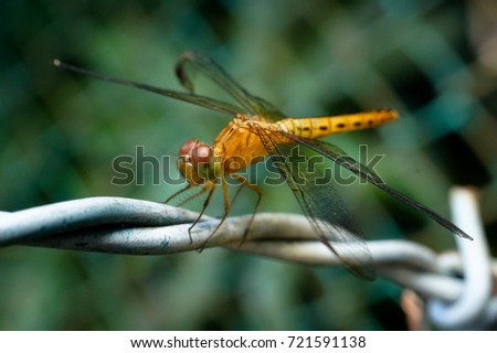 Macro Pictures in Malaysia: Beautiful dragonflies in the evening