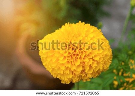 Marigold flower large yellow , Green leaves
