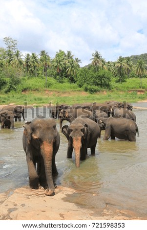 Orphanage elephants in Pinnawala near Kandy , Sri Lanka.