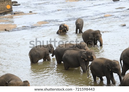 Orphanage elephants in Pinnawala near Kandy , Sri Lanka.