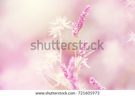 vintage soft photo with pink colors. Flowers in nature
