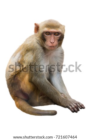 monkey isolated on a white background Royalty-Free Stock Photo #721607464