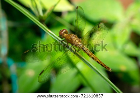Macro Pictures in Malaysia: Beautiful dragonflies in the evening