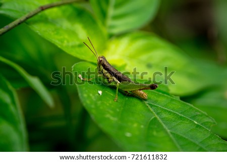 Macro Pictures in Malaysia: The Grasshopper