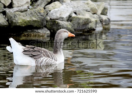 Goose floating on the lake