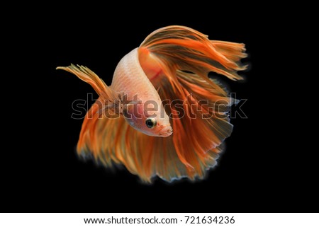 Capture the moving moment of Orange Red siamese fighting fish isolated on black background. Dumbo betta fish