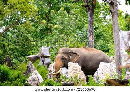 Candid picture of the elephant in the jungle of Thailand 
