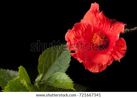 Beautiful Red flower isolated on black background