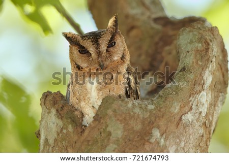 Portrait of  Indian scops owl, Otus bakkamoena, staring from tree cavity. Typical owl of dry srilankan forest. Scops owl in its typical environment. Wilpattu, Sri Lanka.