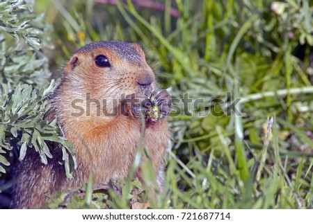 closeup of a cute little gopher sitting on a green meadow