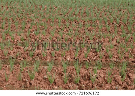 Red young onion on field
