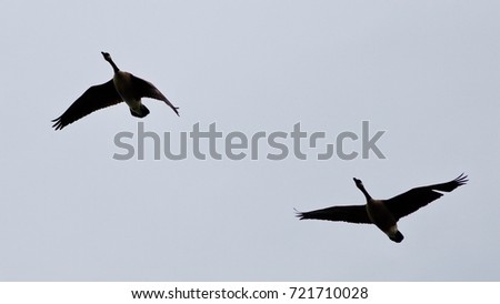 Postcard with a couple of Canada geese flying