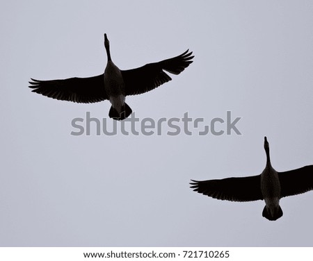 Isolated photo of a couple of Canada geese flying