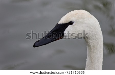 Isolated picture with a trumpeter swan swimming