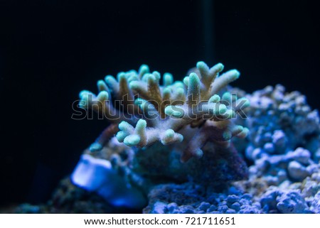 Birdsnest Coral (Seriatopora hystrix) pink with green polyps