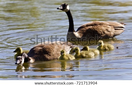 Image of a family of Canada geese swimming