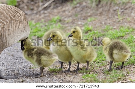 Isolated image of a family of Canada geese staying
