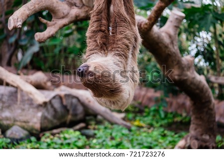 Cute sloth hanging on the tree at Kobe animal kingdom. 