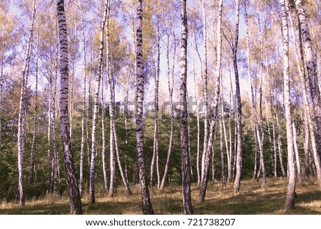 Birches in an autumn park