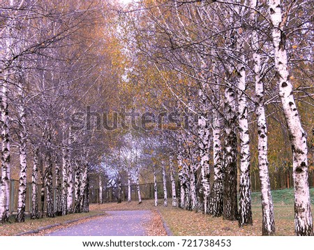 birch avenue in the park in late autumn
