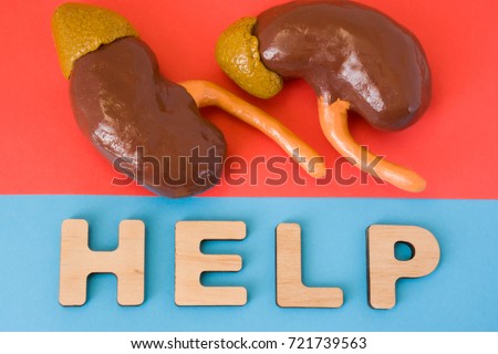 Kidneys with Help word. Anatomical model of kidney and adrenal gland is on red background, below letters that make word Help on blue background. Medical care, diagnosis, treatment for organ