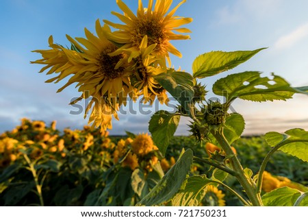 Sunflower Field Up Close