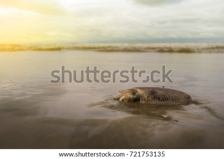 A blur picture of aground octopus on the beach, Thailand