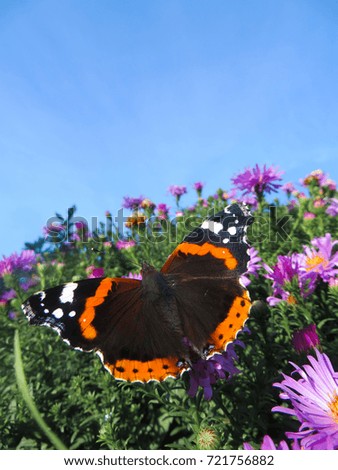 Butterfly on flower. Sunshine summer day.